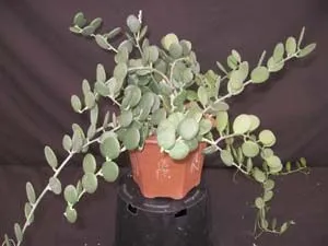 Ксеросициос Дангви d5 h10 