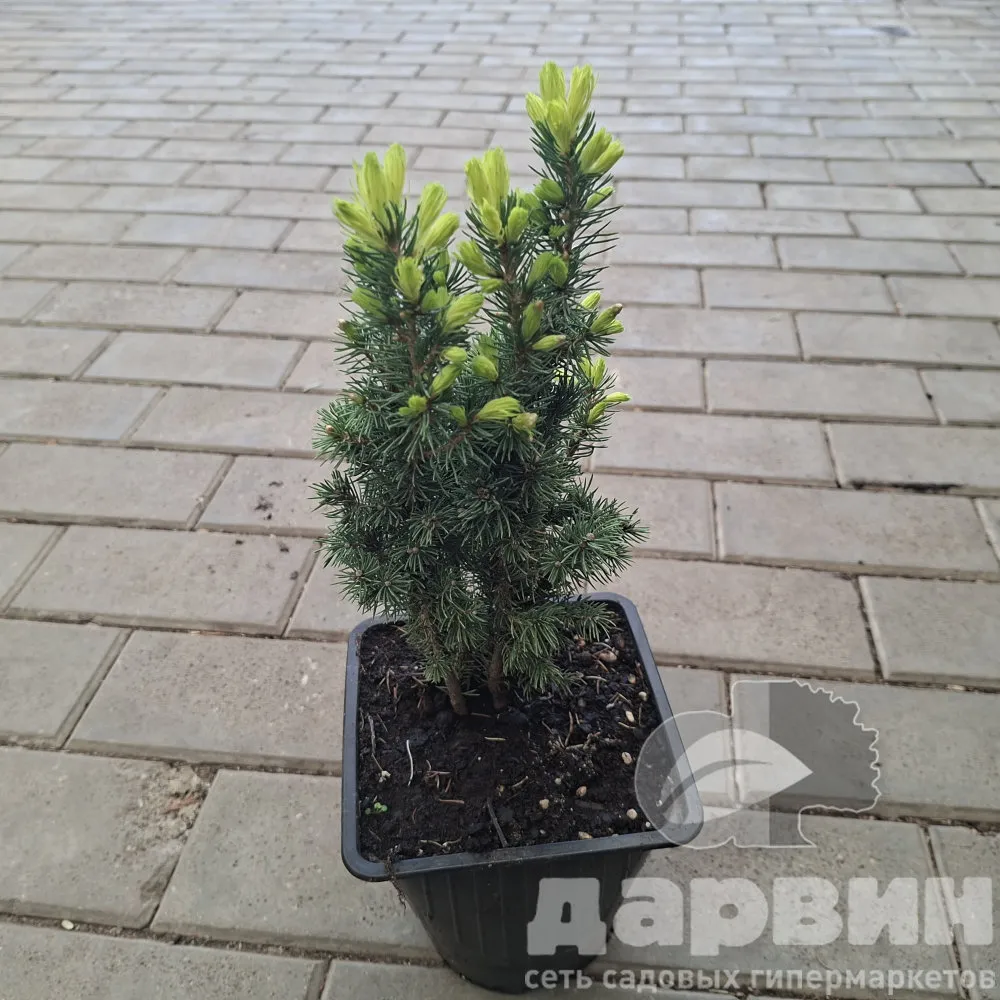 Ель канадская Дейзи Вайт v2 Lav 