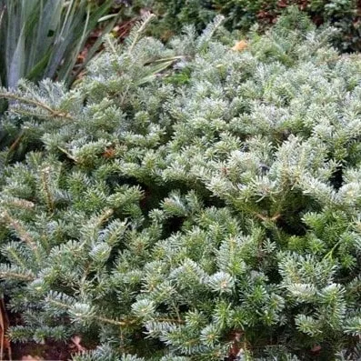 Пихта корейская Блауер Пфиф 25-30 cm Mt 