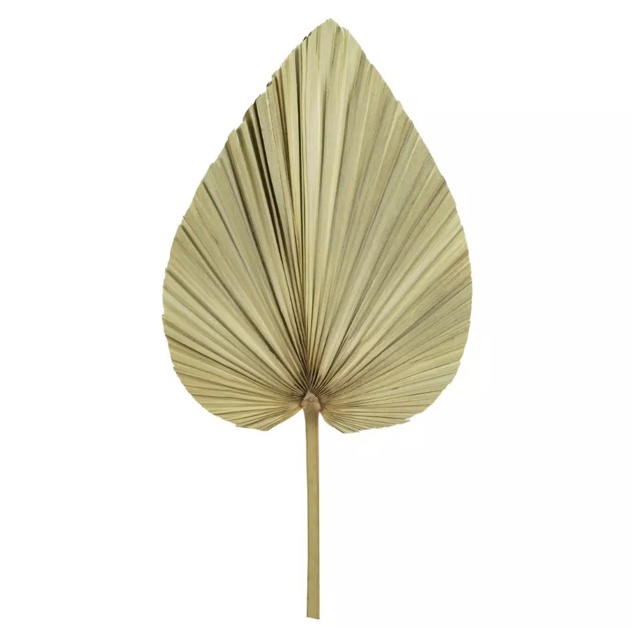 Сухоцветы Лист Пальмовый 60см, натуральный по цене 