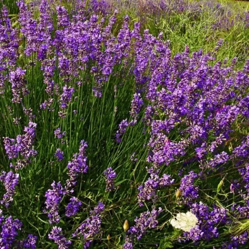 Лаванда узколистная в асс. Р11-с1 