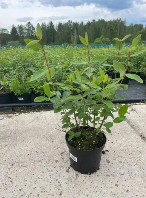 Жимолость съедобная Касмала с2-с3  Nik 