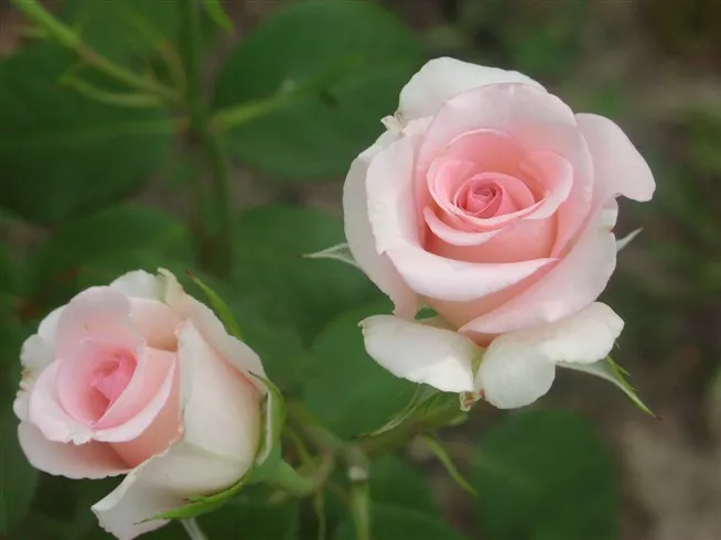 Роза чайно-гибридная Фламинго в коробке 