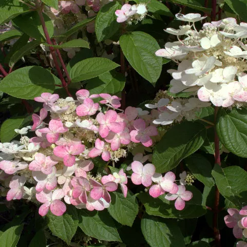 Гортензия метельчатая Эрли Сенсейшион v3 Lav 