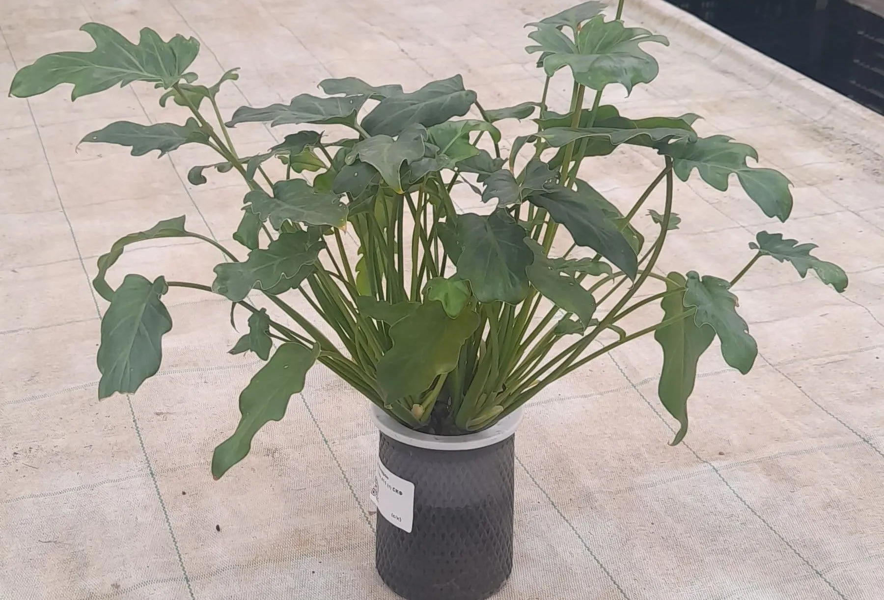 Филодендрон Ксанаду d11 ХР 