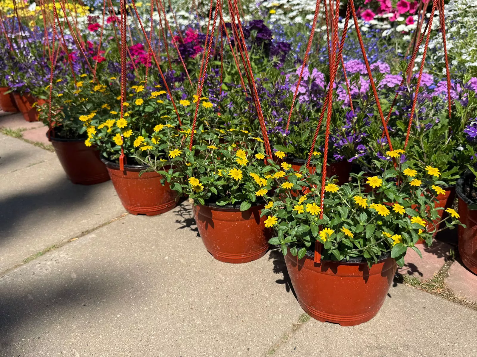 Сцеволла 2,5л - d21 ХН 