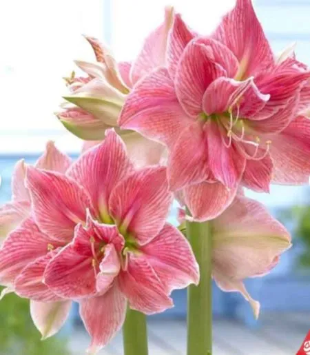 Клубень Амариллис махровый Прити Нимф 24/26 1шт Поиск 