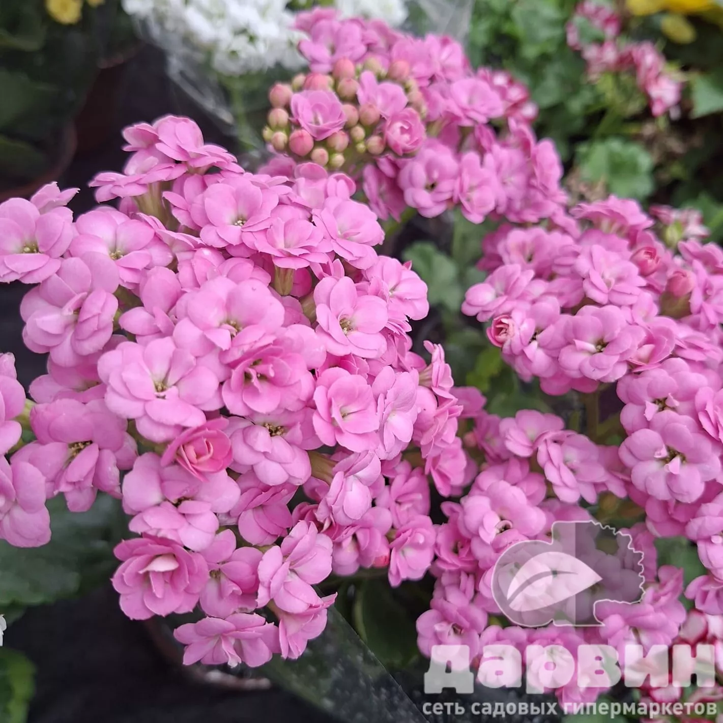 Каланхоэ d11 МО 