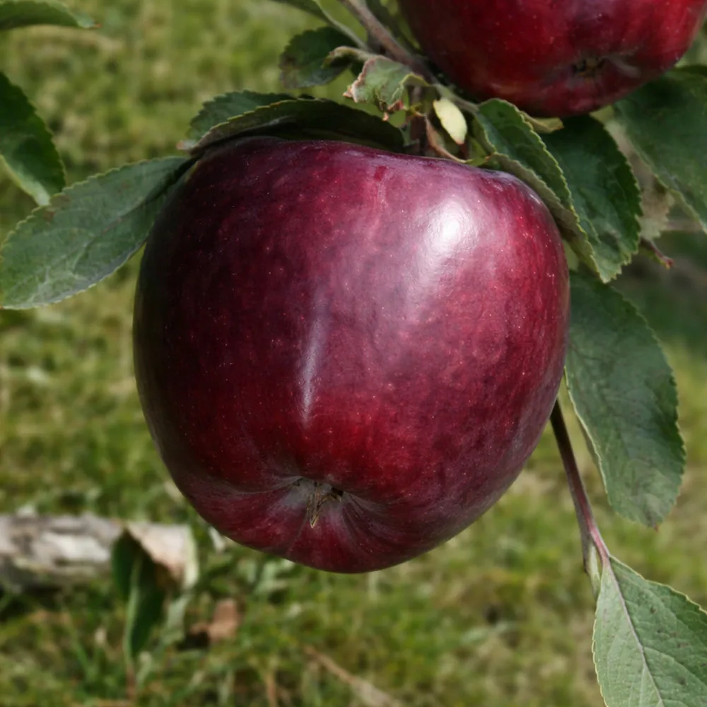 Яблоня колоновидная Черный Магнат v7 60-80 Tim