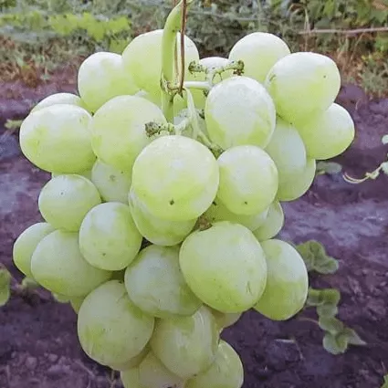 Дарья Виноград