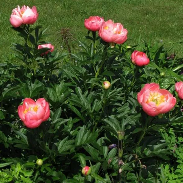 Пион Корал Сансет v5 Tim 