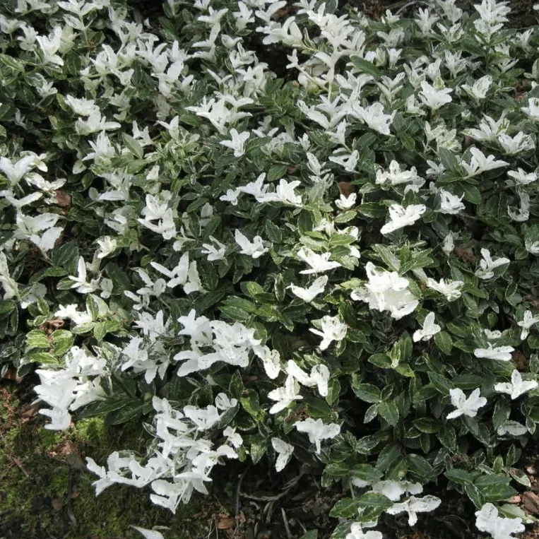 Арлекин Бересклет