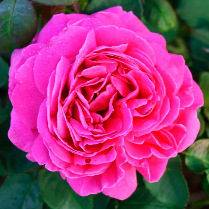 Роза почвопокровная Хайде Траум с5, Tim 