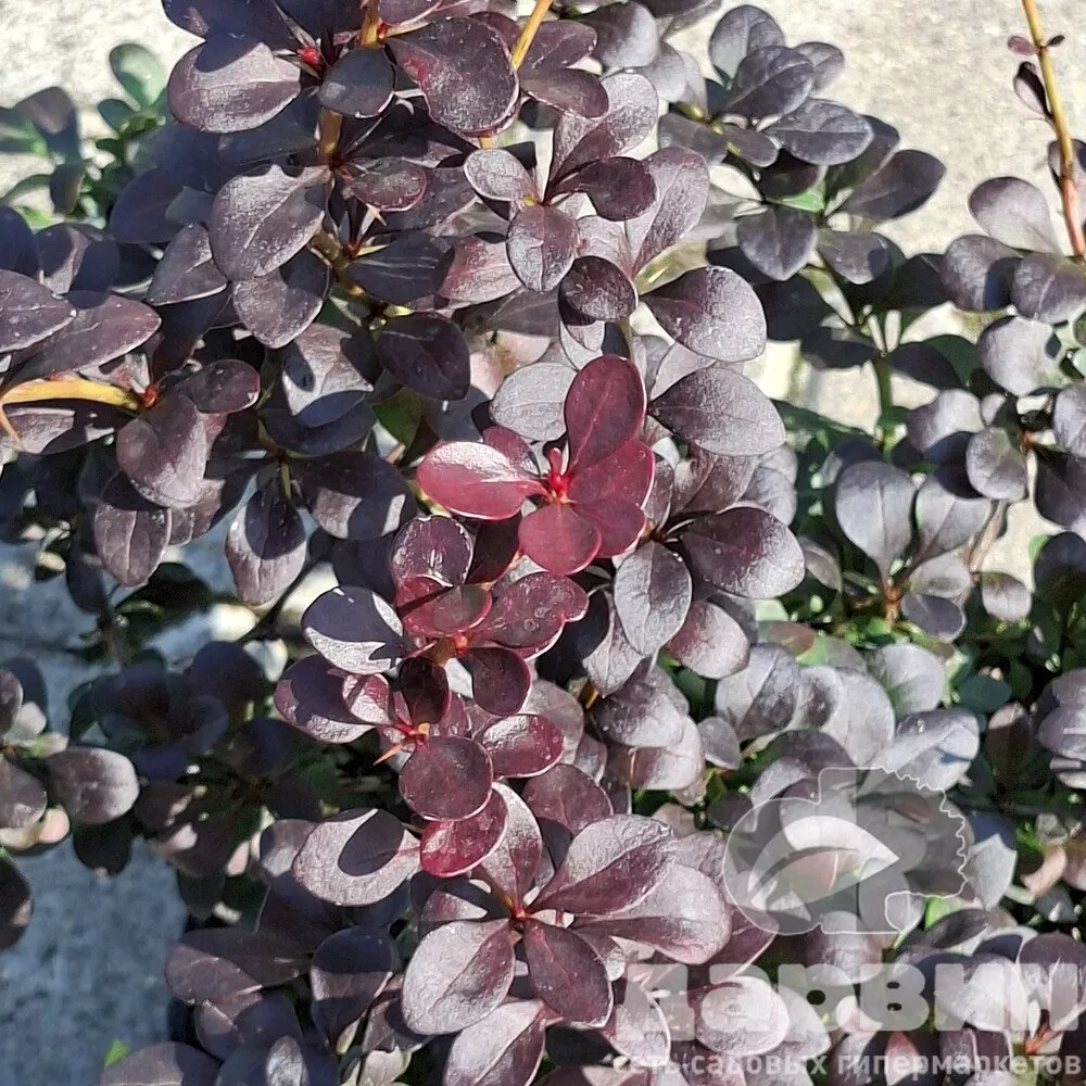 Барбарис тунберга Дартс Ред Леди C 5, 30-40 YP 