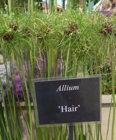 Луковица декоративный лук Хэир 4/5, 10 шт/уп 