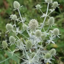 Синеголовник плосколистный Сильвер Салентино (С3) ЦО 