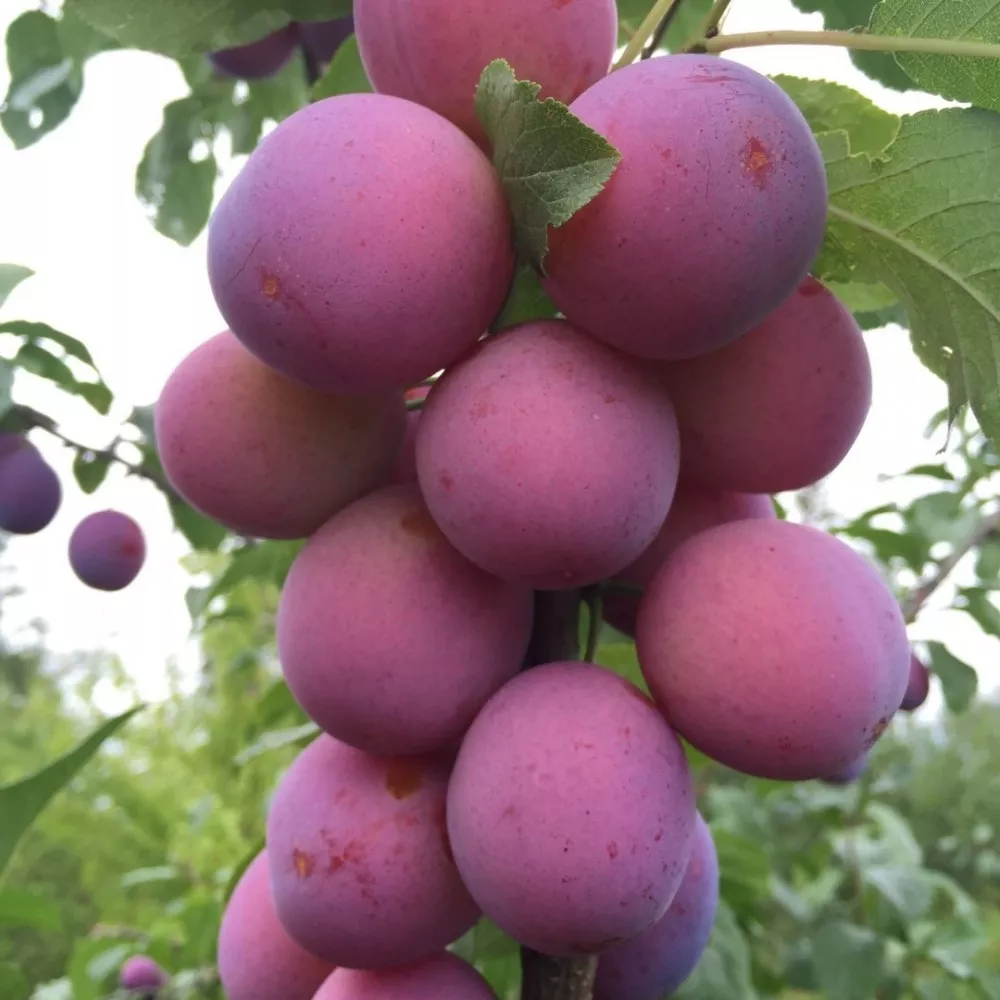 Слива Колоновидная v7 100-140 Tim 