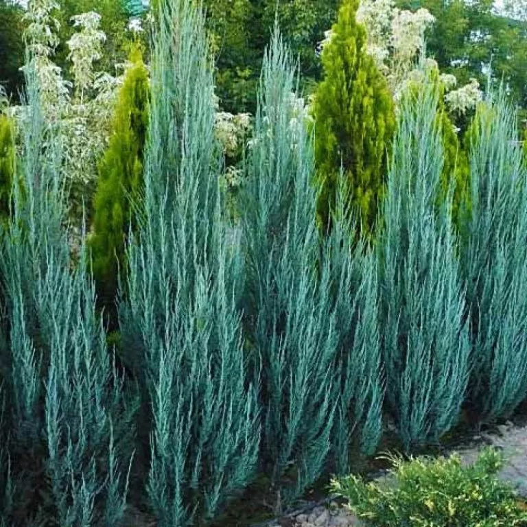 Растение можжевельник чешуйчатый Блю арроу с2/60-80 Bor 