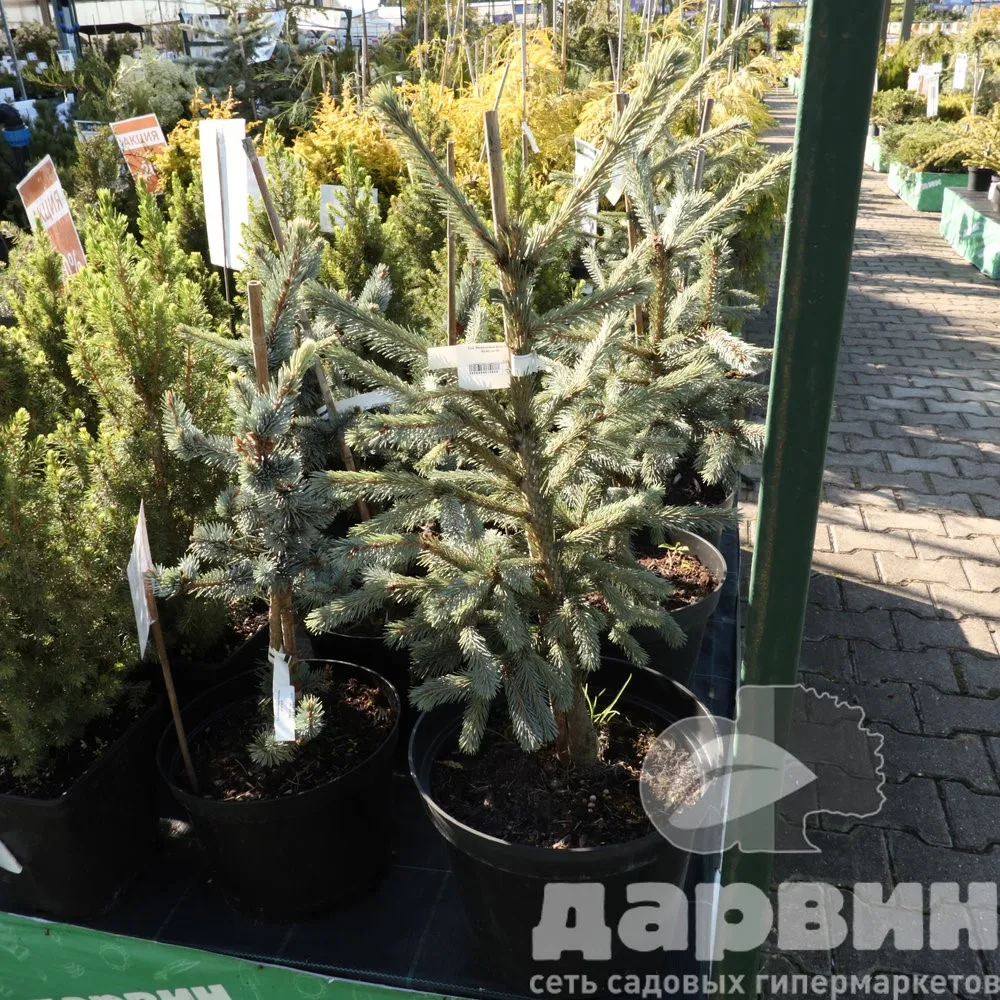 Ель Энгельмана Блю Магу 50-60 см Mt (5) ватермарка