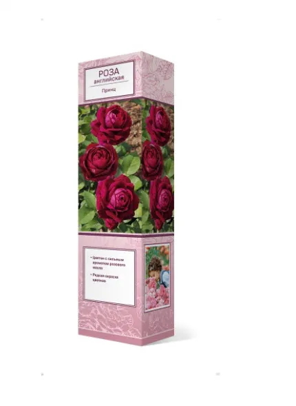 Роза английская парковая Принц в коробке ЦО 