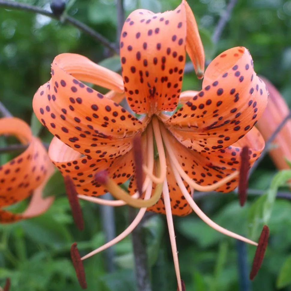 Луковица Лилия Тигринум Спленденс 2шт/уп 