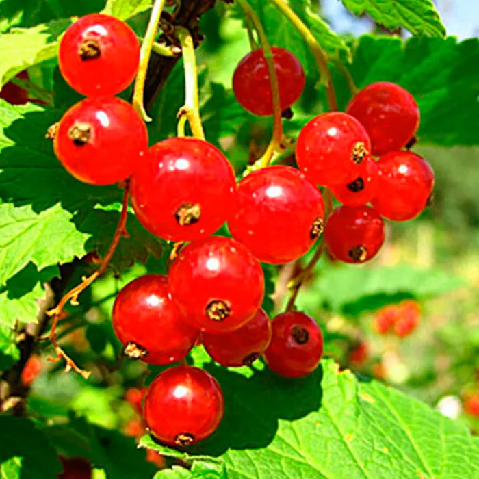 Смородина красная Сахарная, Р9 Tim 