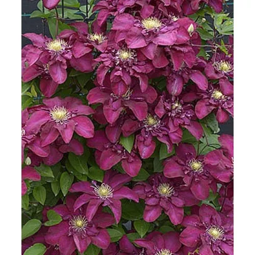 Клематис Ян Собески v2 Cl 