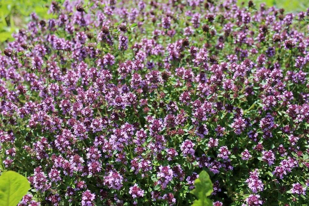 Тимьян ползучий Медок I 1шт Поиск 