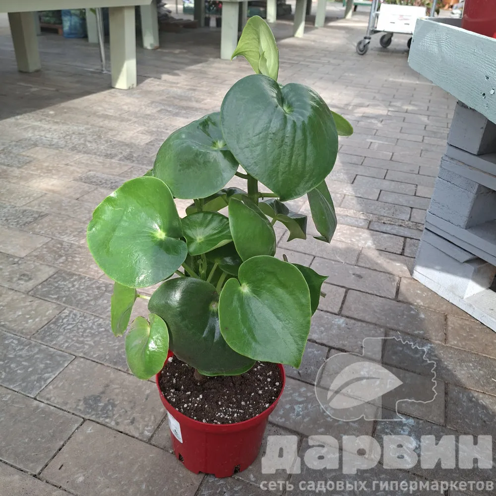 Пеперомия Рейндроп d17 Tim 