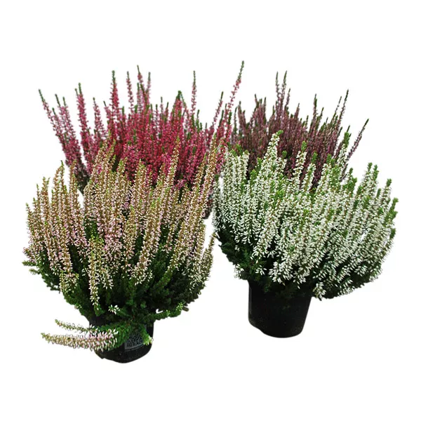 Каллуна Бьюти Леди d12 