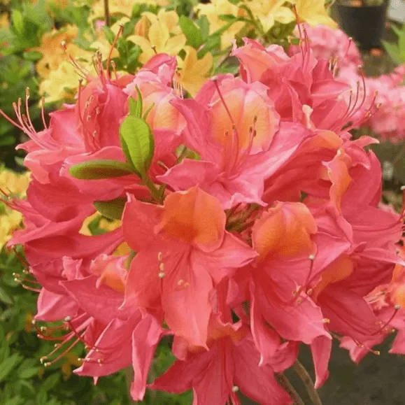 Азалия гибридная Тунис P9 