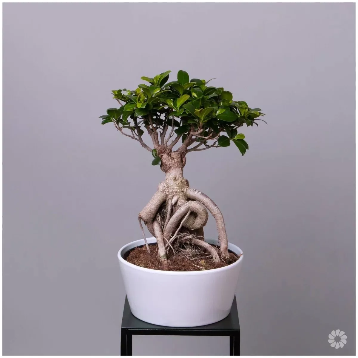 Фикус микрокарпа Гинсенг в керамике d22 h60 