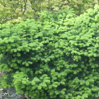 Пихта нордманская Веркадес Простэйт C7.5 30-40 cm Sch 