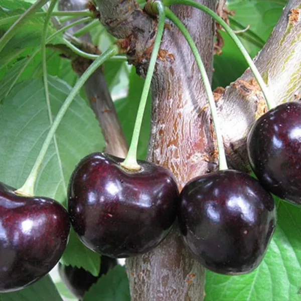 Черешня Ленинградская черная 80-100 Tim 