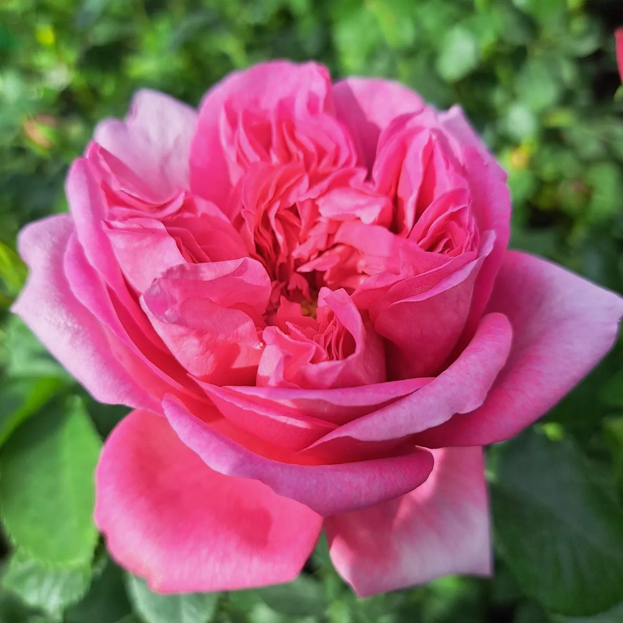 Роза флорибунда Пампадур дельбар v5 Lav 