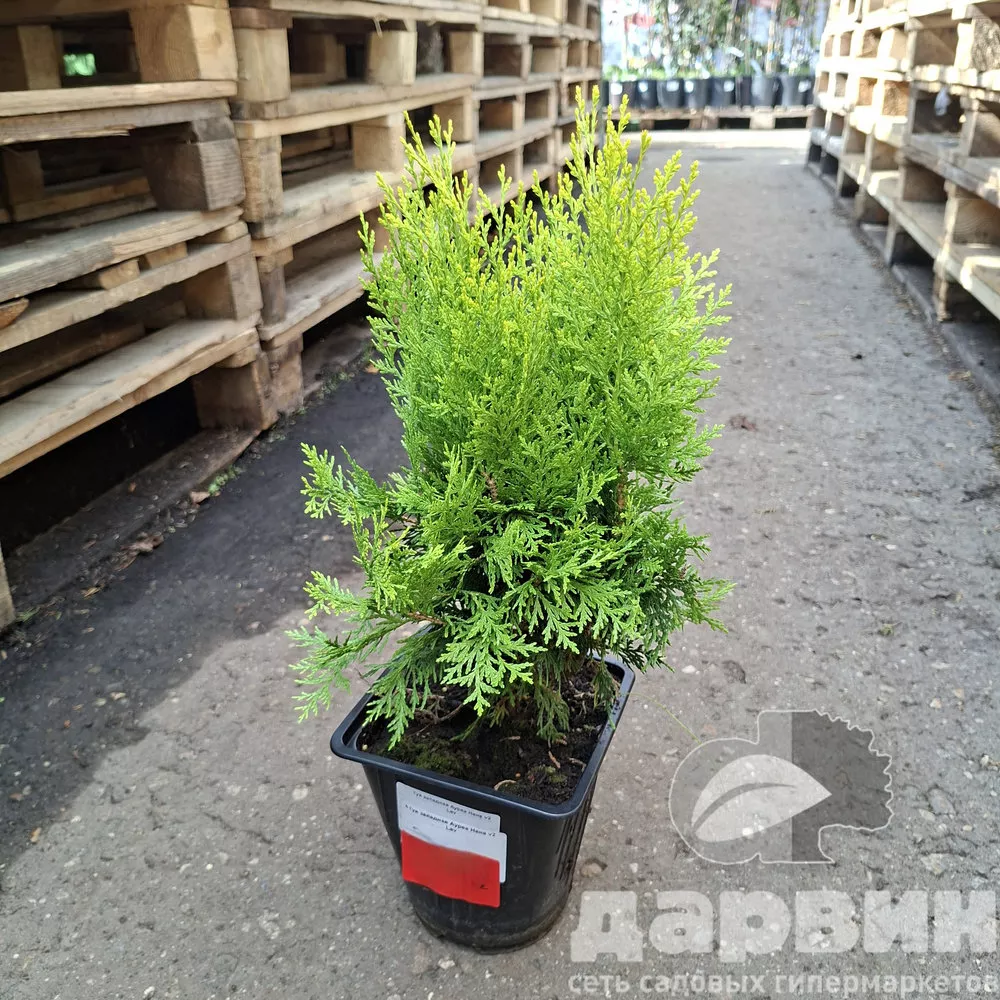 Туя западная Ауреа Нана v2 Lav 