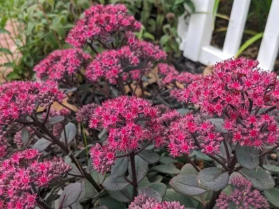 Корневище Седум телефиум Тандерхед I 1шт Поиск 