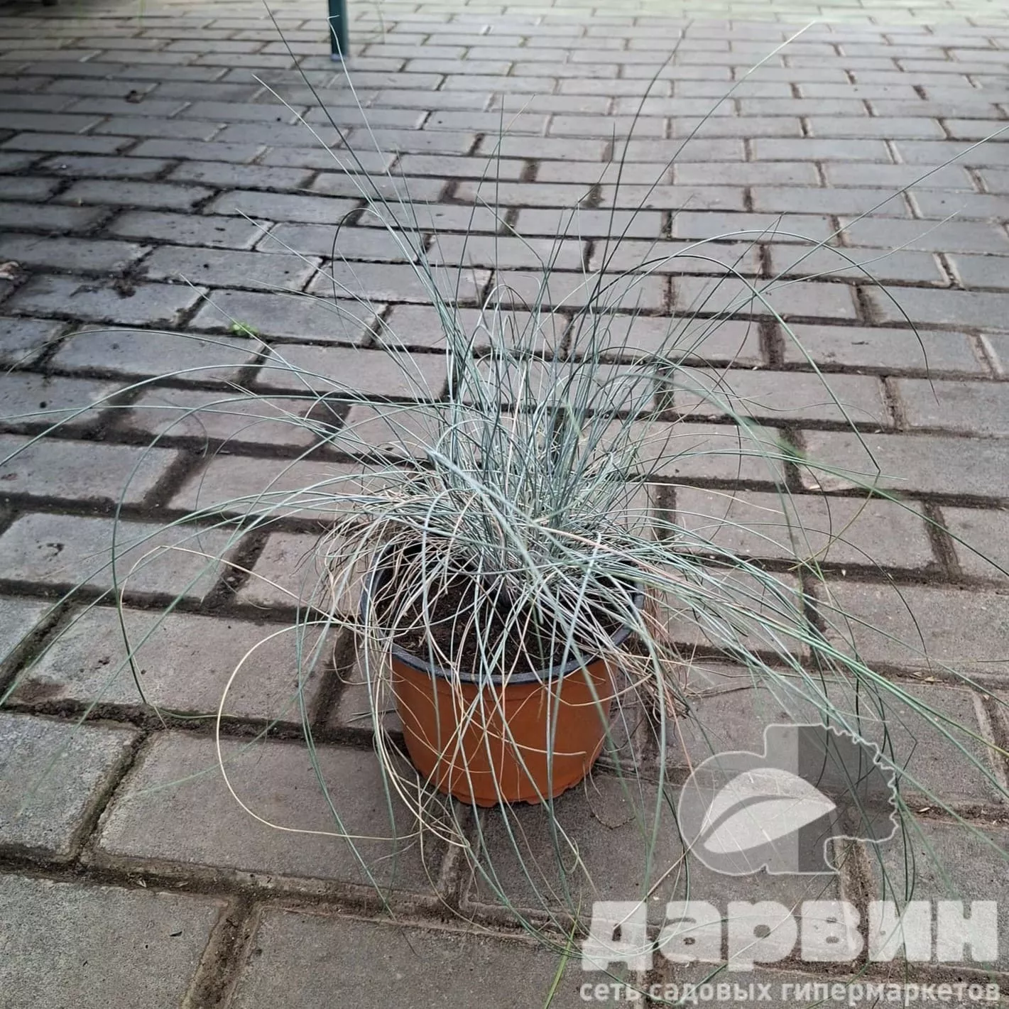 Овсяница Элайджа Блю v2 Lav 