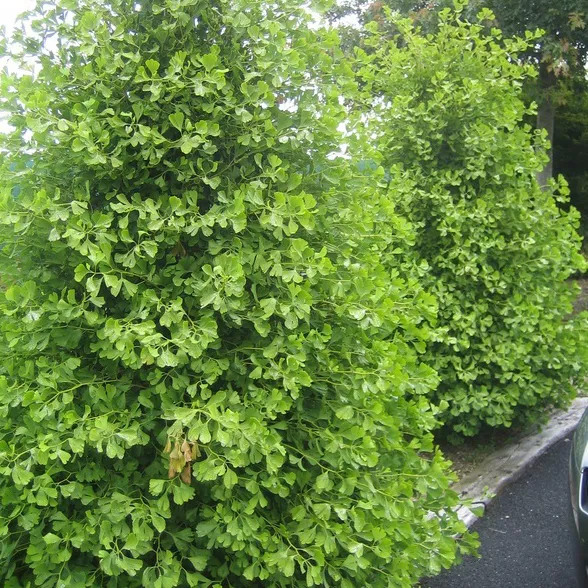 Гинкго билоба Благон v2 