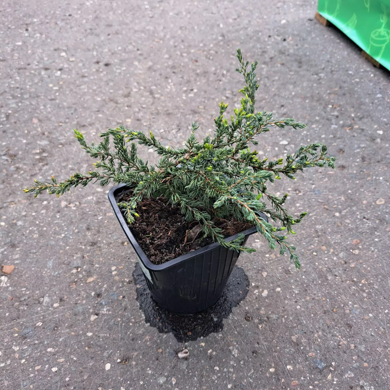 Можжевельник обыкновенный Репанда v2 Lav по цене  Можжевельник обыкновенный Репанда v2 Lav