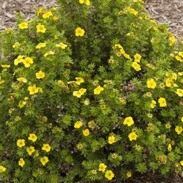 Лапчатка золотистая d12 Tim 