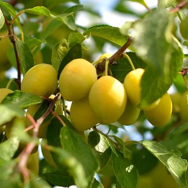 Слива Очаковская желтая v7 100-140 Tim 