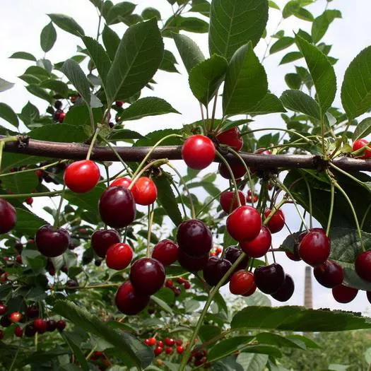 Вишня Интенсивная 3-х летка 