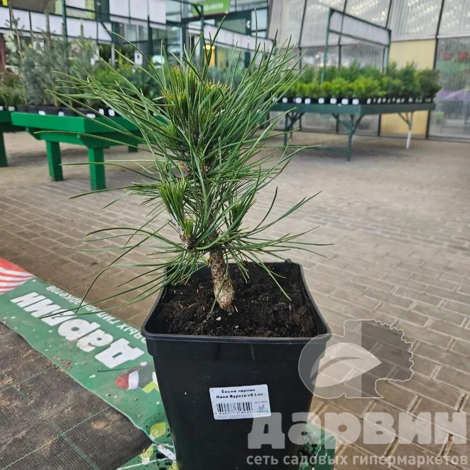 Сосна черная Нана Вурстл v5 Lav 