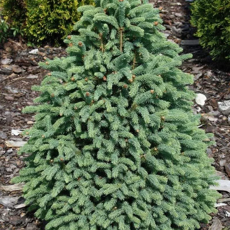 Ель сизая Пирамидалис v3 40-50 