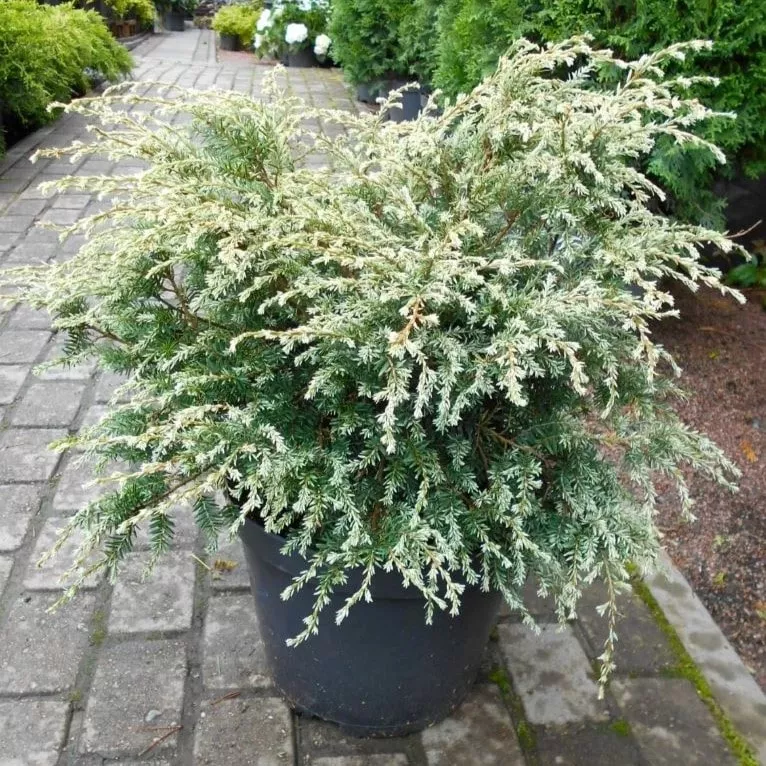 Тсуга канадская Генч Вайт 25-30 cm cont. 4,0L  Mt 