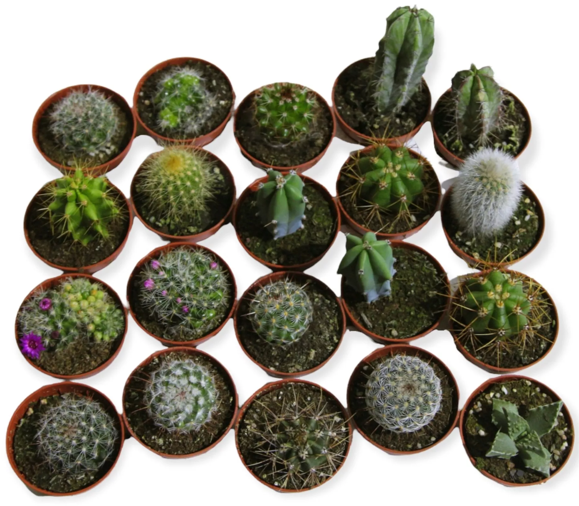 Эхинокактус d5 h8 