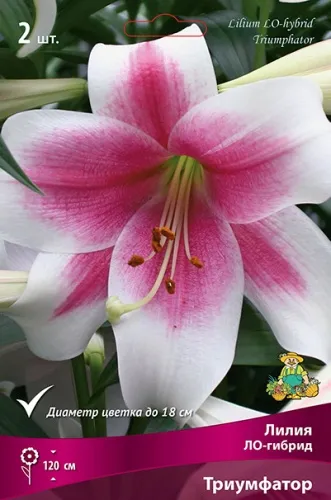 Луковица Лилия ЛО-гибрид Триумфатор 2шт Поиск 