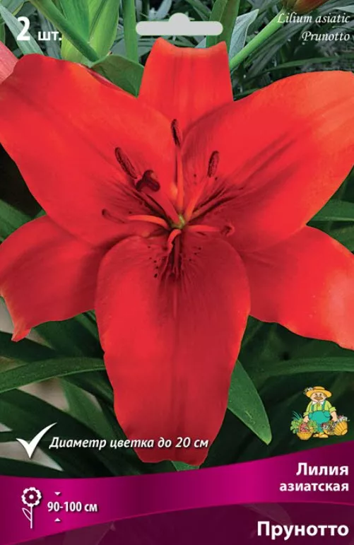 Луковица Лилия азиатская Прунотто 14/16 2шт. Поиск 