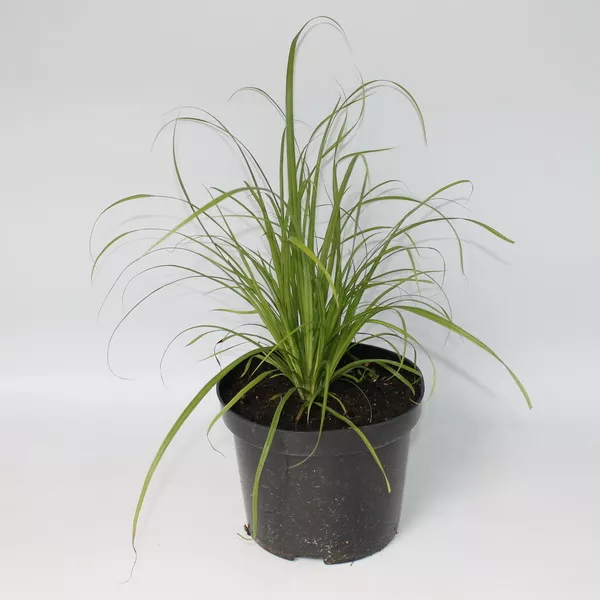 Осока Арнелла конт 2-3 л Les 